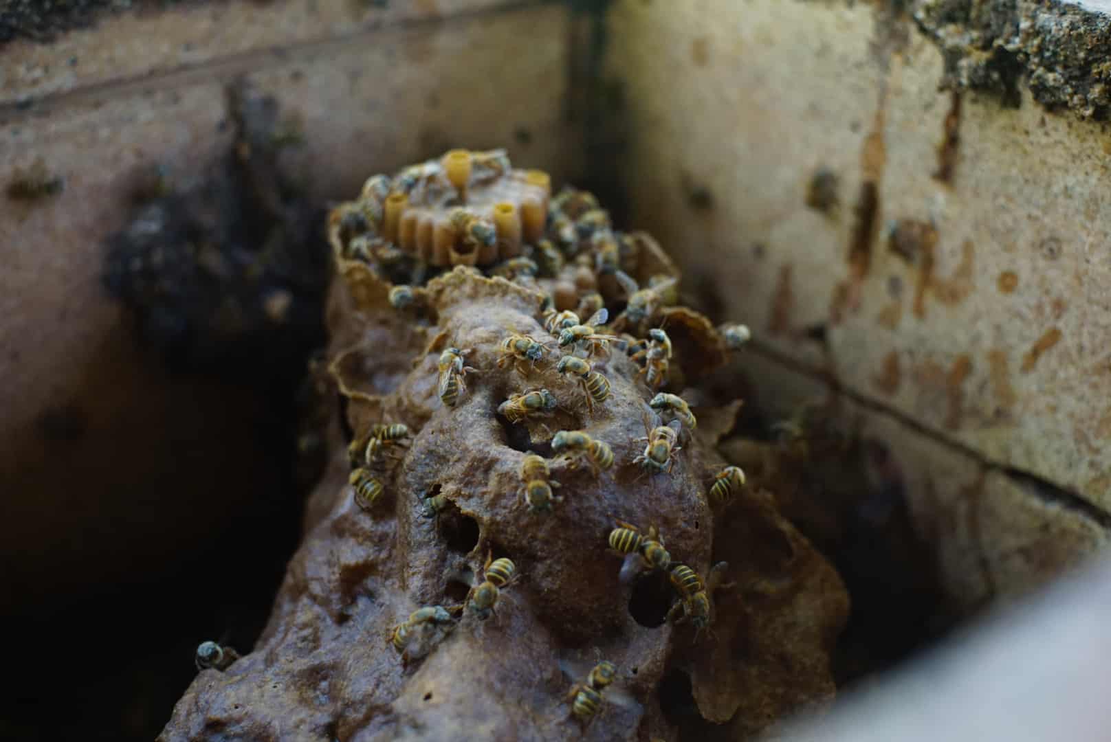 Melipona bee sanctuary