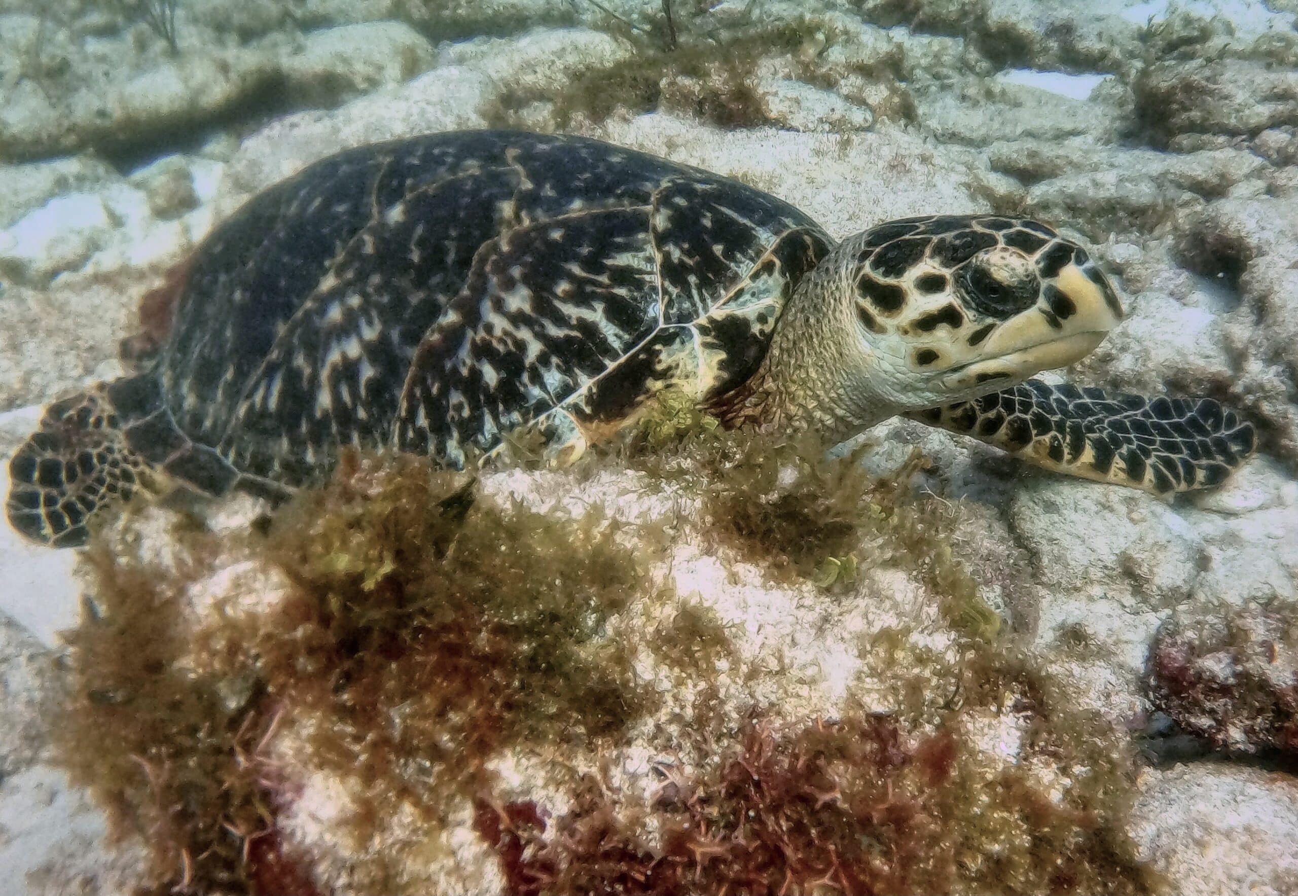 Sea turtle encounter